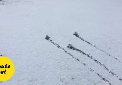 Weihnachts- und Neujahrsgrüße